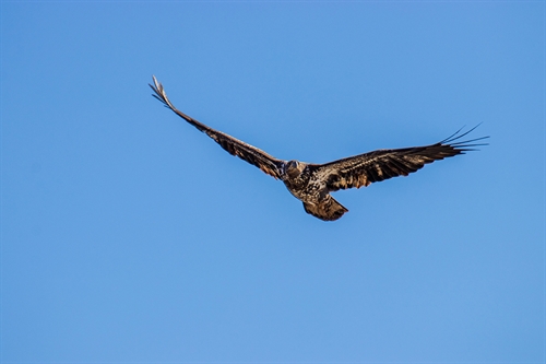A Hawk in flight